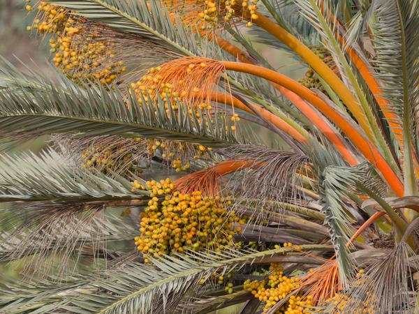 <h3>Phoenix dactylifera / Date palm / Dadelpalm</h3>OM-1 Mark II with OLYMPUS M.150-400mm F4.5 TC, 1/2000 sec at F5.6, ISO 1250, distance 54.3 m